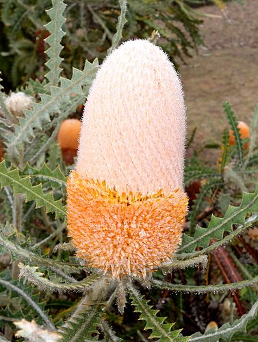 Banksia victoriae